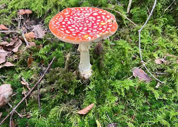 Ferienwohnung-blume Eg 2 * 沃尔法赫